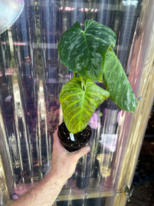 Philodendron Majestic