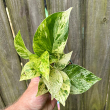 Load image into Gallery viewer, Pothos &quot;Marble Queen&quot;
