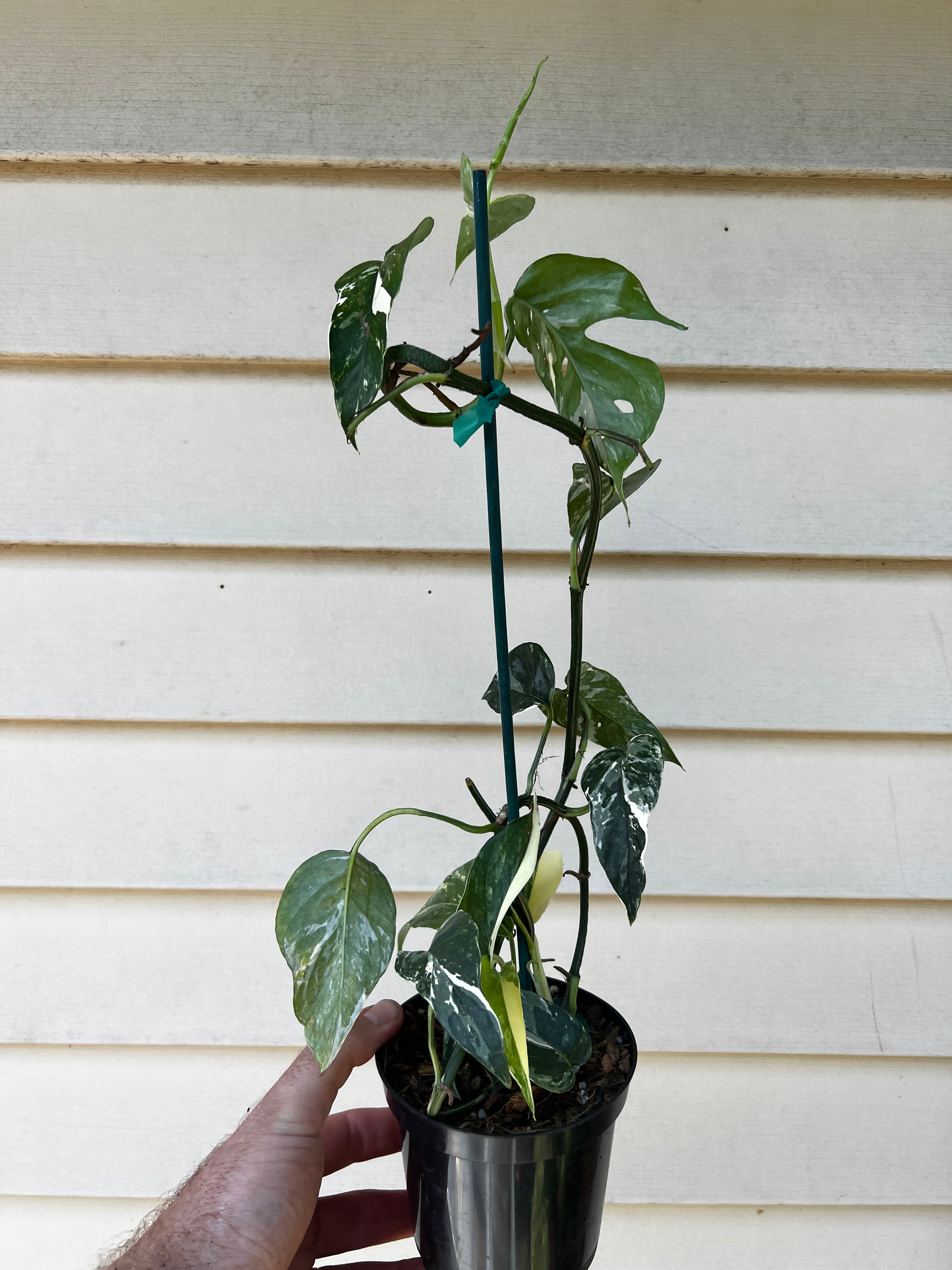 Epipremnum pinnatum 'Variegata' - RARE but easy houseplant/t
