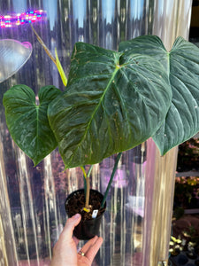 Philodendron Majestic