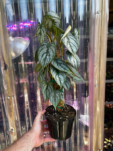 Philodendron Brandtianum