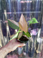 Load image into Gallery viewer, Syngonium Podophyllum Pink Splash

