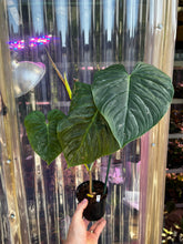 Load image into Gallery viewer, Philodendron Majestic
