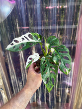 Load image into Gallery viewer, Monstera Adansonii &quot;White&quot; Variegated
