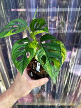 Load image into Gallery viewer, Monstera Adansonii &quot;Aurea&quot; Variegated
