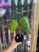 Load image into Gallery viewer, Philodendron Majestic

