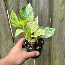 Load image into Gallery viewer, Pothos &quot;Marble Queen&quot;
