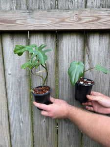 Philodendron Mayoi