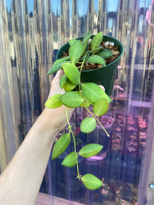 Hoya Burtoniae