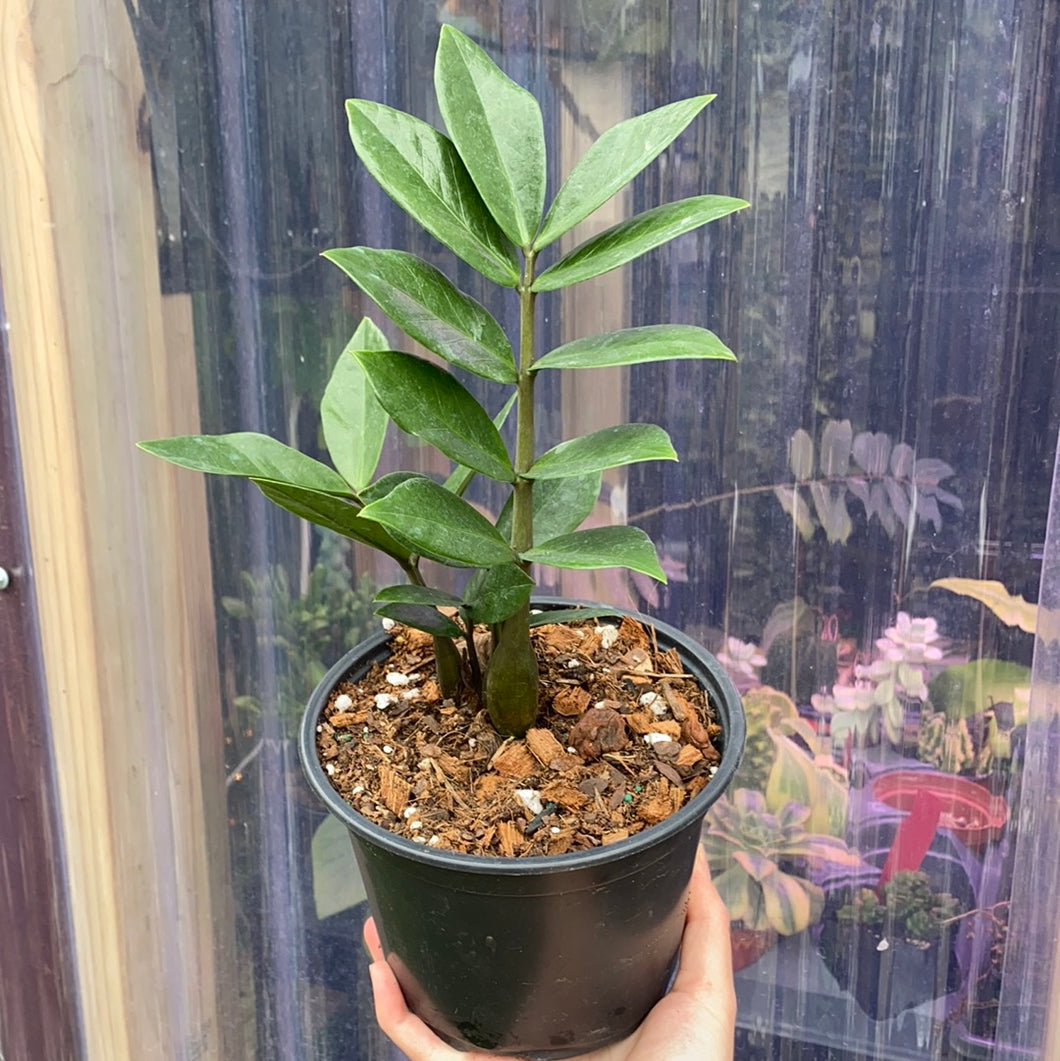 Zamioculcas Zamiifolia/ZZ plant