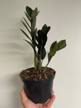 Load image into Gallery viewer, Black ZZ plant / Zamioculcas Zamiifolia Dark Form
