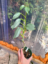 Load image into Gallery viewer, Philodendron Hastatum &quot;Silver Sword&quot;
