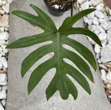 Load image into Gallery viewer, Philodendron Mayoi
