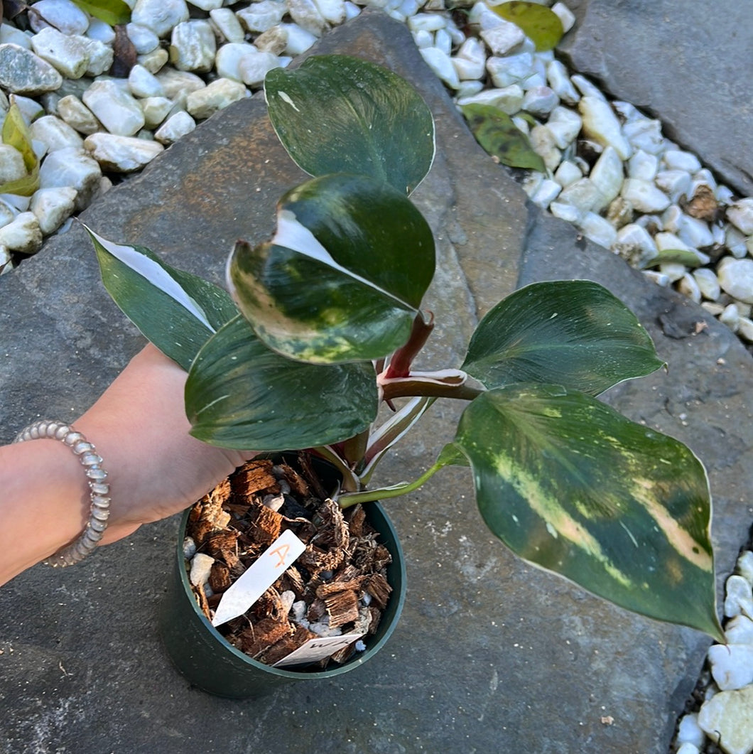 Philodendron White knight
