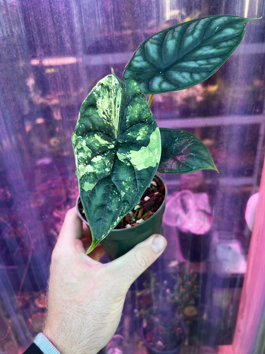 Alocasia Baginda 'Dragon Scale' Vareigated