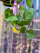 Load image into Gallery viewer, Philodendron Cream Splash
