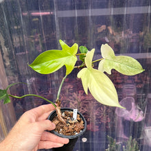 Load image into Gallery viewer, Philodendron Florida Ghost Mint
