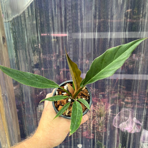 Philodendron Pluto