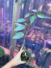 Load image into Gallery viewer, Philodendron Hastatum &quot;Silver Sword&quot;
