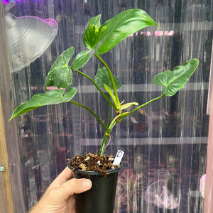 Philodendron Golden Dragon