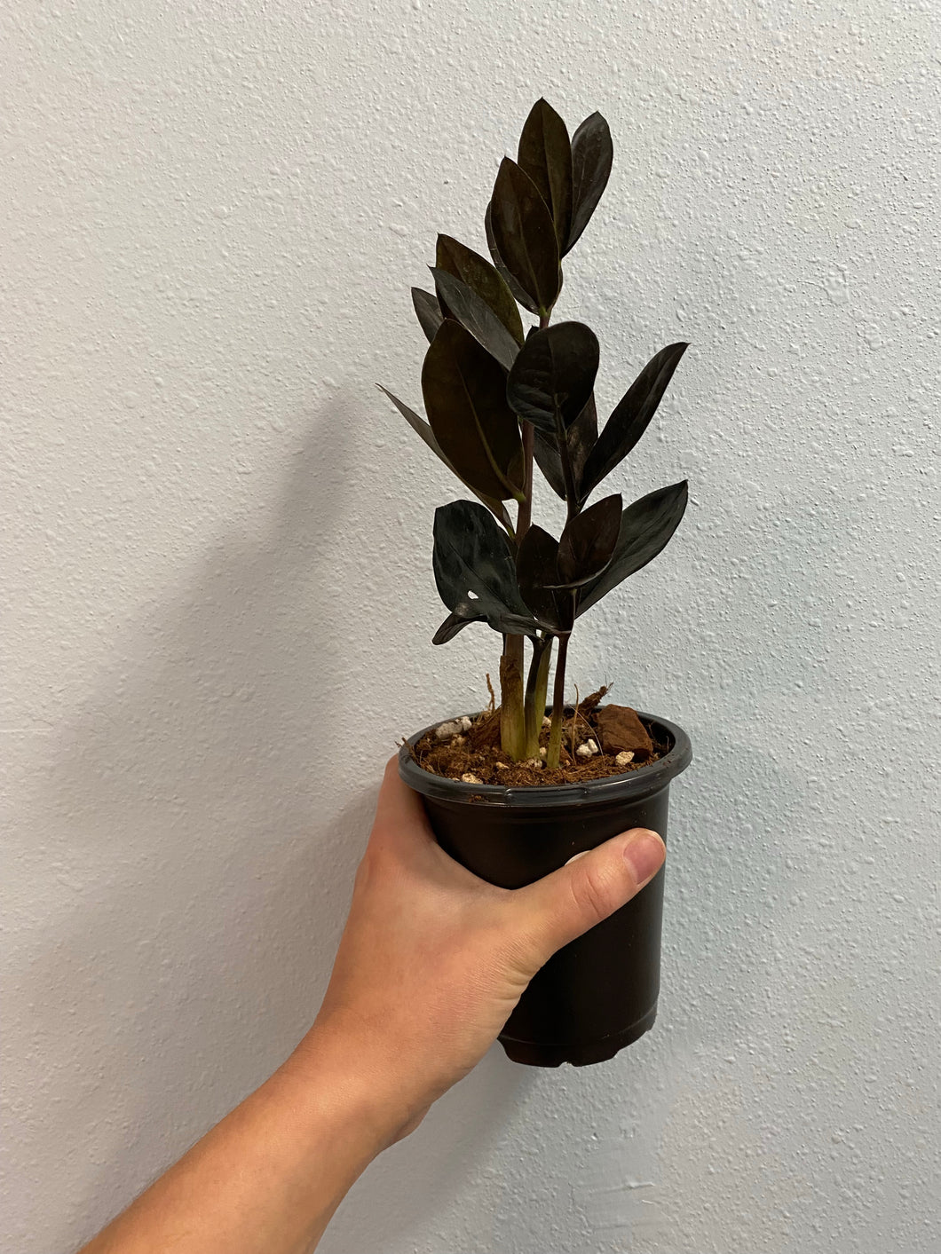 Black ZZ plant / Zamioculcas Zamiifolia Dark Form